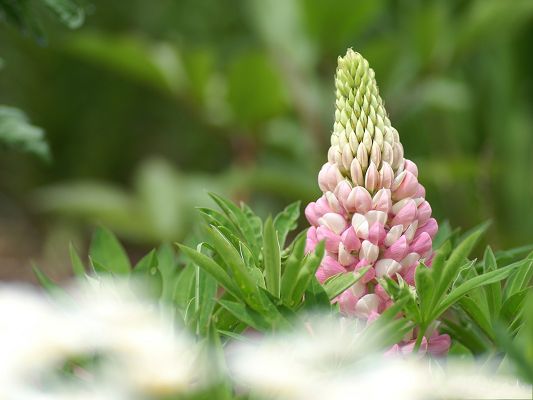 click to free download the wallpaper--Flower Photography, Pink Flower in Bud, Green Plants Around