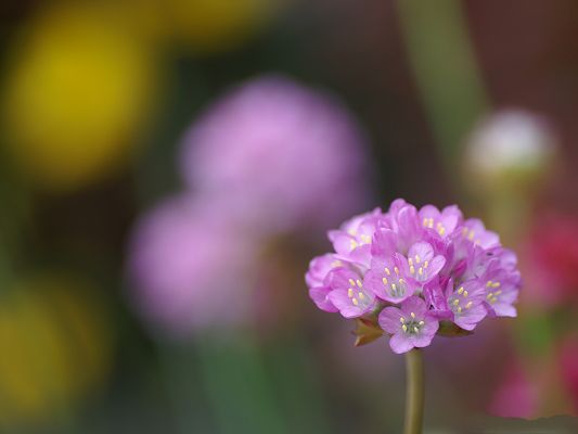 click to free download the wallpaper--Flower Photography, Pink Flowers Among Misty Scene, Great Look