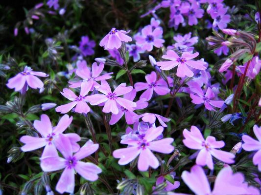 click to free download the wallpaper--Flower Photography, Purple Flowers and Green Leaves, Amazing Scene