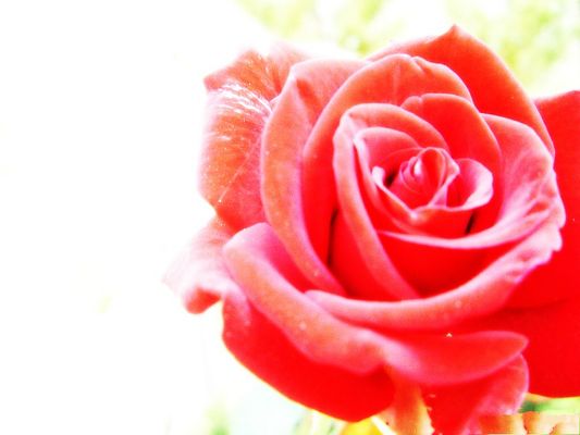 click to free download the wallpaper--Flower Photography, Red Flower in Full Bloom, Petals Fully Stretched