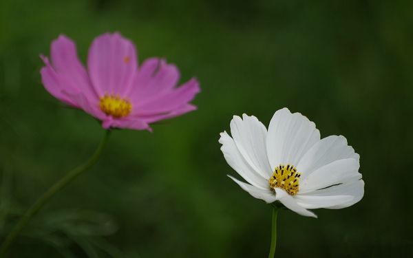 click to free download the wallpaper--Flower Photography, White and Pink Flowers on Green Background