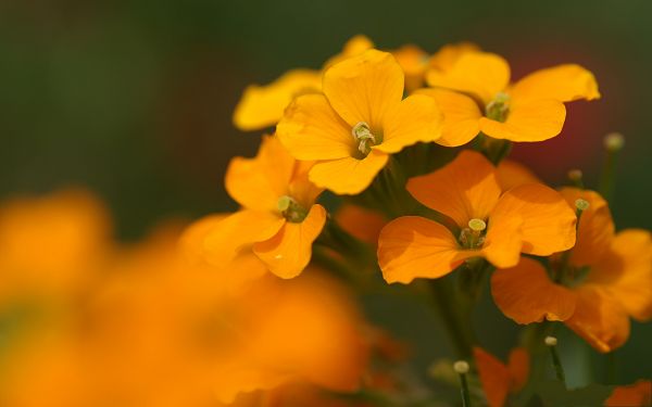 click to free download the wallpaper--Flower Photos, Golden Blooming Flowers, Smile and Embrace Tomorrow