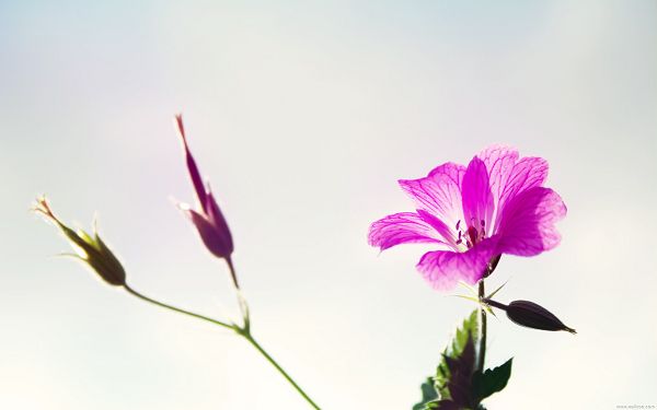 click to free download the wallpaper--Flower Picture Art, Purple Flowers on Light White Background, Smell and Look Good  