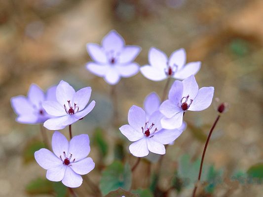 click to free download the wallpaper--Flower Pictures, Purple Blooming Flowers and the Blue Sky, Great Nature Landscape
