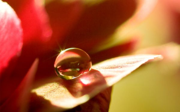 click to free download the wallpaper--Flower with Waterdrop, Morning Scene, Crystal Clear Waterdrop