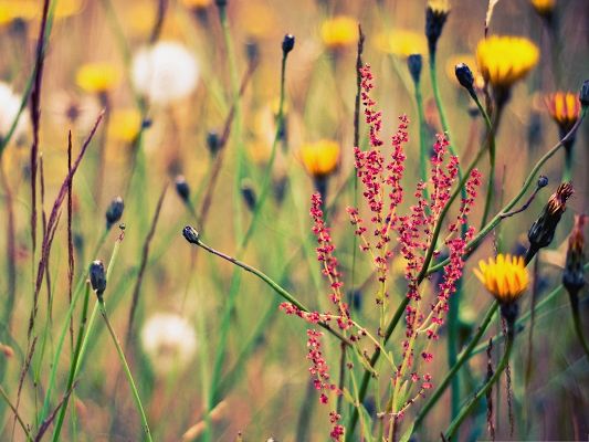 click to free download the wallpaper--Flowers And Weeds, Yellow Flowers, Some in Bud, Amazing Scenery