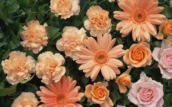 click to free download the wallpaper--Flowers Art Image, Orange Flowers and Green Leaves, Combine Amazing Scene