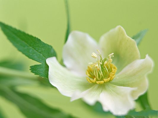 click to free download the wallpaper--Flowers Art, White Blooming Flowers and Green Leaves, Light Green Background