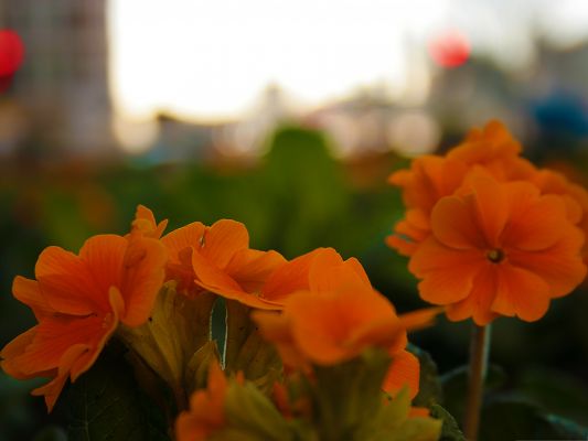 click to free download the wallpaper--Flowers At Blackfriars, Orange Flowers in Bloom, Green Background