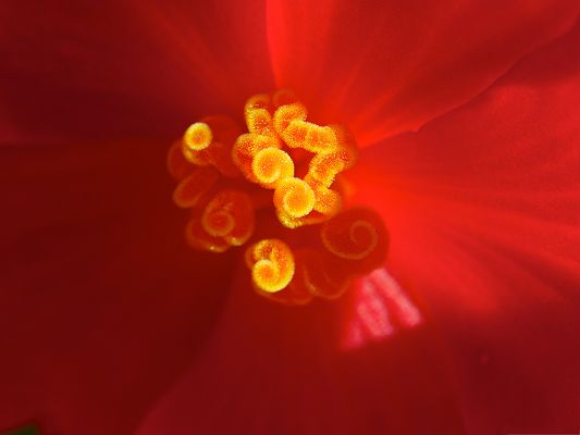 click to free download the wallpaper--Flowers Core Image, Red Flower and Its Yellow Core, Amazing Landscape
