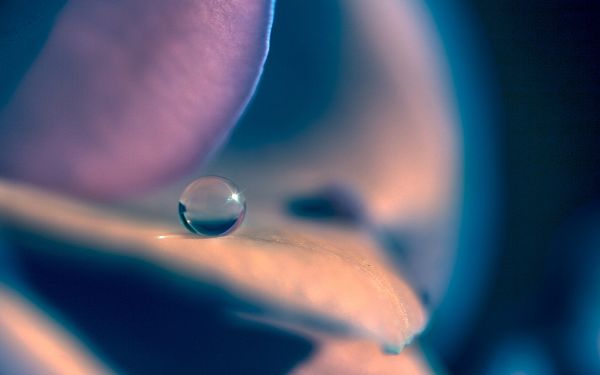 click to free download the wallpaper--Flowers Image, Waterdrop on Flower, Round and Crystal Clear Waterdrop