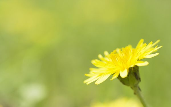 click to free download the wallpaper--Flowers Image, Yellow Flower on Green Background, Sweet and Soft Scene