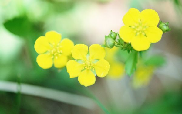 click to free download the wallpaper--Flowers Image, Yellow Little Flowers in Bloom, Green Bud, Incredible Look
