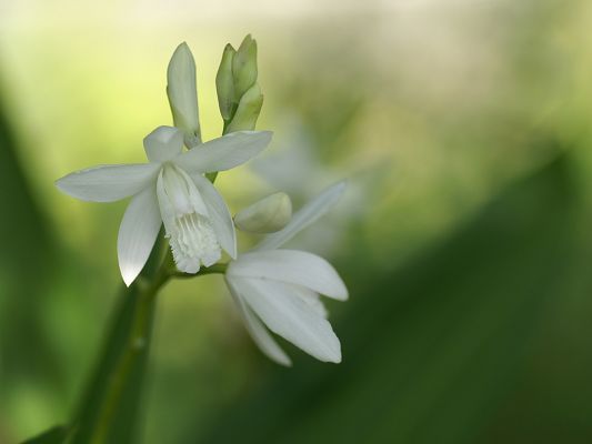 click to free download the wallpaper--Flowers Photograph, White Flowers on Green Background, Fresh Scene