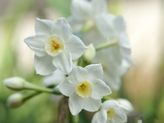 click to free download the wallpaper--Flowers Photograph, White Smiling Flowers on Thin Green Branch