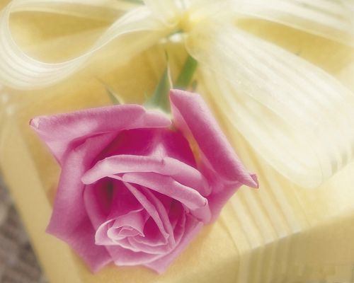 click to free download the wallpaper--Flowers Photography, Pink Rose Under Micro Focus, Romantic Scene