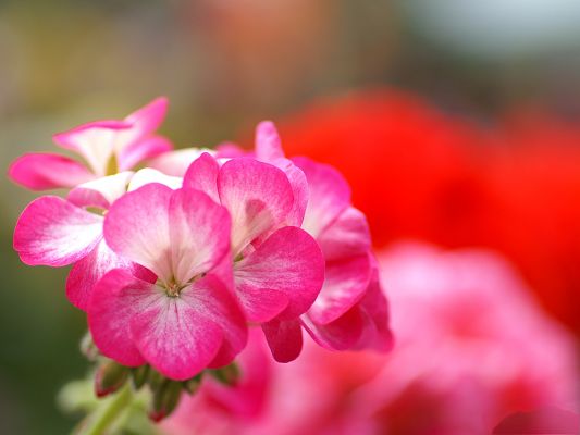 click to free download the wallpaper--Flowers Photography, Pink to Red Flowers, Fuzzy Background