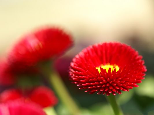 click to free download the wallpaper--Flowers Photography, Red Blooming Flowers, Green Stem, Incredible Look