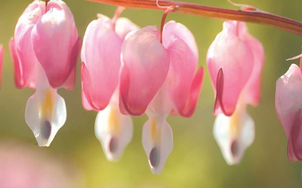 click to free download the wallpaper--Flowers Picture, Pink Dicentra Spectabilis on Thin Branch, Incredible Look

