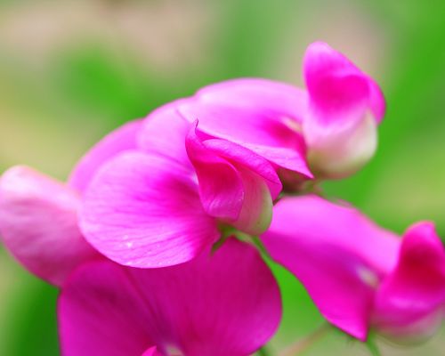 click to free download the wallpaper--Flowers Wallpaper, Fresh Pink Flower Under Digital Camera