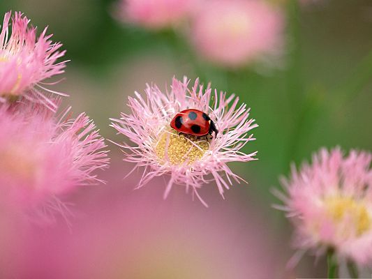 click to free download the wallpaper--Flowers and Insect, Ladybug on Pink Flower, Great Nature Landscape