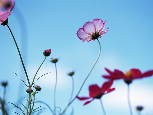 click to free download the wallpaper--Flowers and Nature, Blooming Flowers Under the Blue Sky, Amazing Scene
