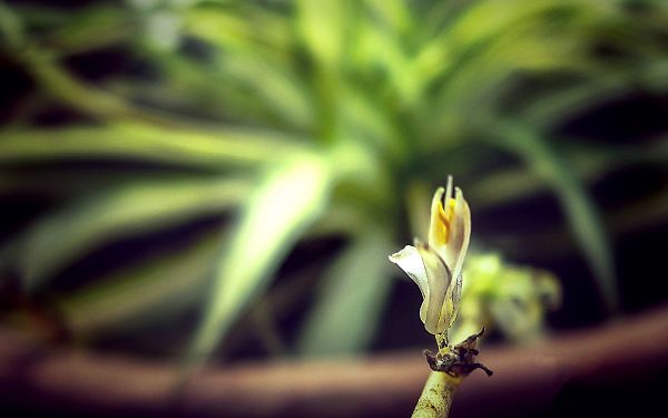 click to free download the wallpaper--Flowers and Nature, Bud After Winter, New Life in Spring