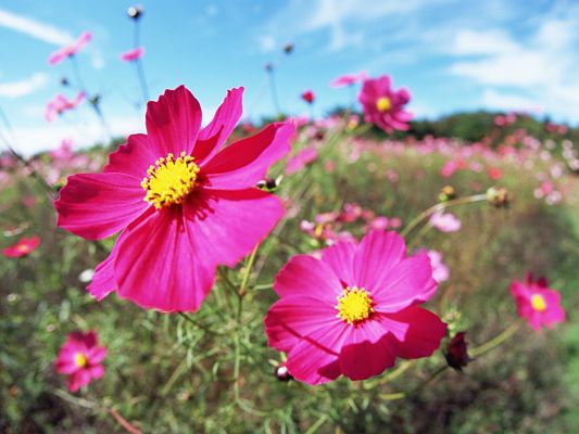 click to free download the wallpaper--Flowers and Nature, Pink Flowers Smiling Under the Blue Sky