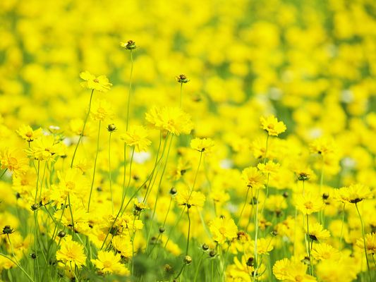 click to free download the wallpaper--Flowers and Nature, Yellow Flowers Smiling Under the Sky, Miracle of Nature