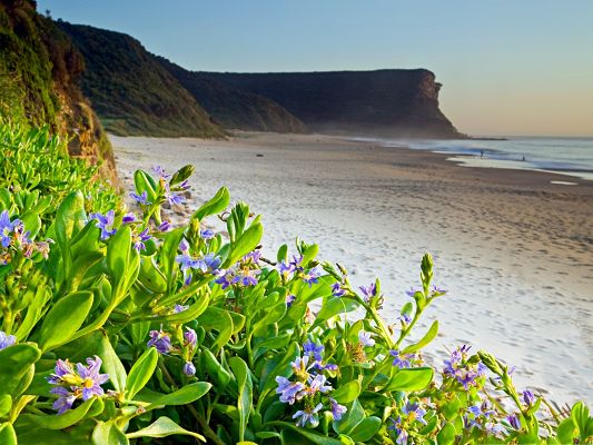 click to free download the wallpaper--Flowers by Beach, Little Blue Flowers by the Seaside, Impressive Scenery