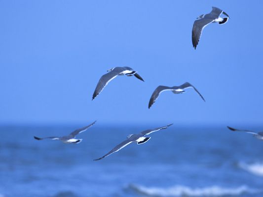 click to free download the wallpaper--Flying Birds Image, Fly Over the Sea, Incredibly Blue Scene
