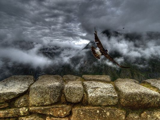 click to free download the wallpaper--Flying Caracara Wallpaper, Caracara's Wings Fully Stretched, Wild and Free