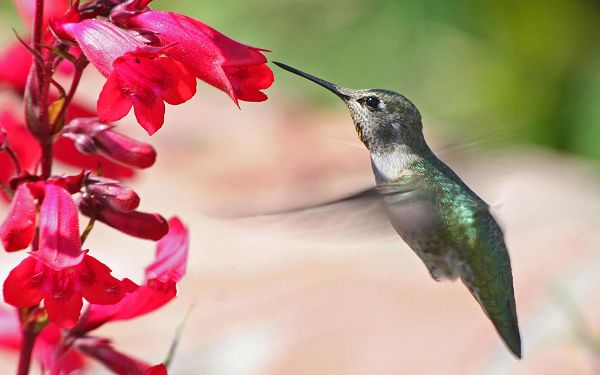 click to free download the wallpaper--Flying Hummingbird Photo, the Smallest Bird All Over the World