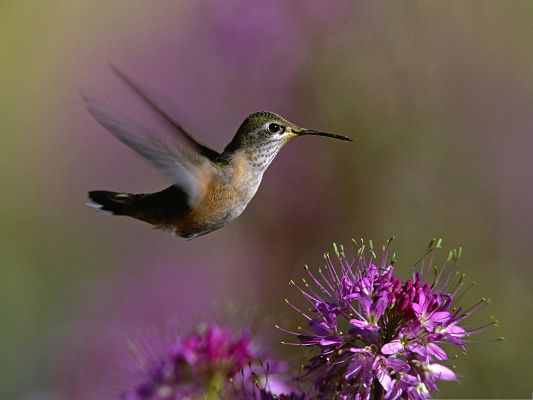 click to free download the wallpaper--Flying Hummingbird Picture, Little Bird Flying Toward the Blooming Flowers
