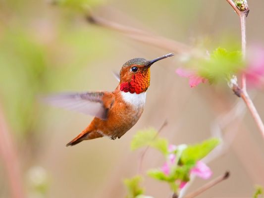 click to free download the wallpaper--Flying Hummingbirds Picture, the Smallest Bird in the World, Great Power