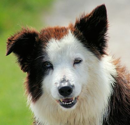 click to free download the wallpaper--Focused Border Collie