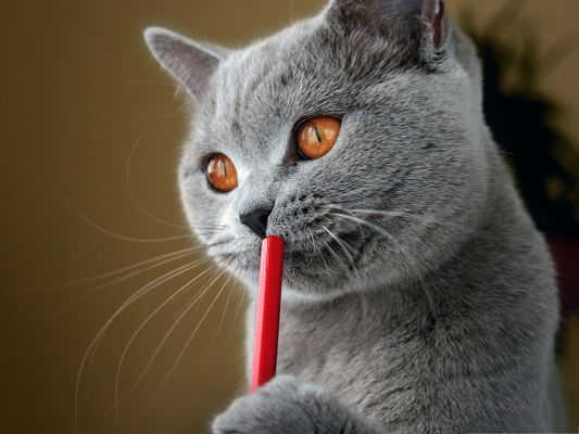 click to free download the wallpaper--Free Animals Wallpaper, British Shorthair Cat, Making Use of Chopsticks?