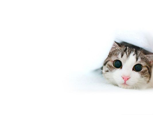 click to free download the wallpaper--Free Animals Wallpaper, Cute Cat Under Blanket, Impressive Green Eyes