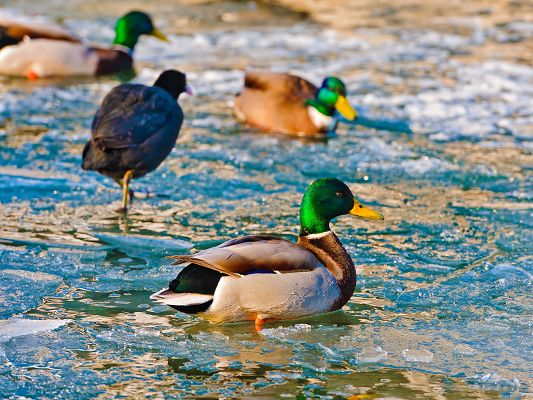 click to free download the wallpaper--Free Animals Wallpaper, Ducks On Frozen Water, How Tough They Are!