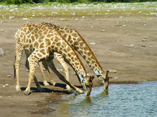 click to free download the wallpaper--Free Animals Wallpaper, Giraffe Lowering Down to Drink