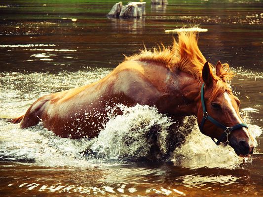 click to free download the wallpaper--Free Animals Wallpaper, Horse In Water, What a Swimmer!