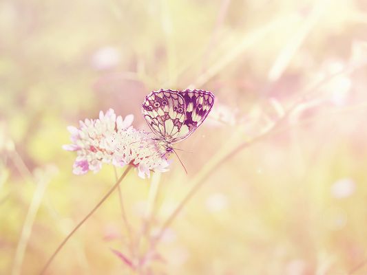 click to free download the wallpaper--Free Animals Wallpaper, Light-Colored Butterfly on Blooming Flower