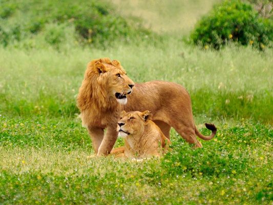 click to free download the wallpaper--Free Animals Wallpaper, Lion Couple Outdoor, Enjoy Being Together
