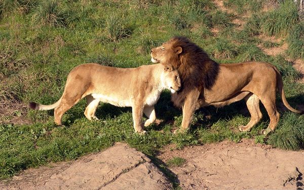 click to free download the wallpaper--Free Animals Wallpaper, Lion Pair Close to Each Other, Love You!