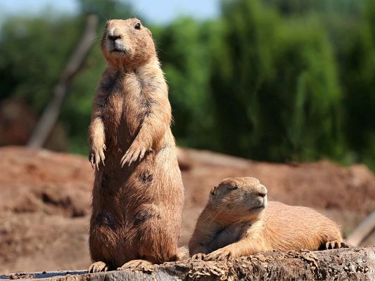 click to free download the wallpaper--Free Animals Wallpaper, Prairie Dogs Outdoor, Enjoying Sunlight