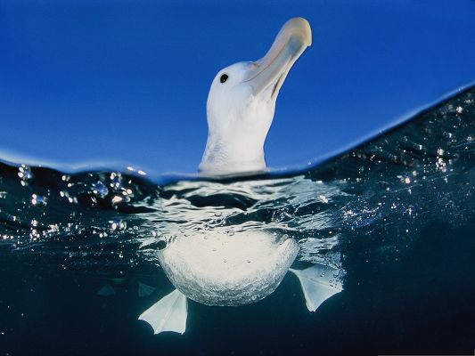 click to free download the wallpaper--Free Animals Wallpaper, Seagull In Water, Needing Fresh Air