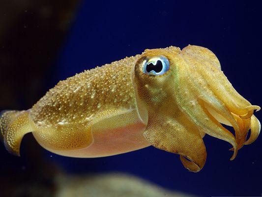 click to free download the wallpaper--Free Animals Wallpaper, Squid Underwater, Swim Far and Free