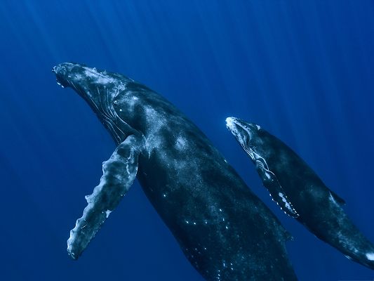 click to free download the wallpaper--Free Animals Wallpaper, the Blue Sea Underwater Whales, Make Each Other Accompany
