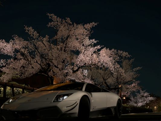 click to free download the wallpaper--Free Car Wallpapers, Lamborghini Murcielago Under Blooming Flowers