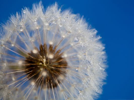click to free download the wallpaper--Free Computer Background, Dandelion Under Macro Focus, Rain Drops on the Edges
